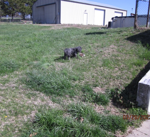 bear in backyard.jpg